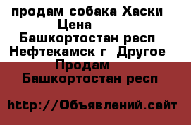 продам собака Хаски › Цена ­ 10 - Башкортостан респ., Нефтекамск г. Другое » Продам   . Башкортостан респ.